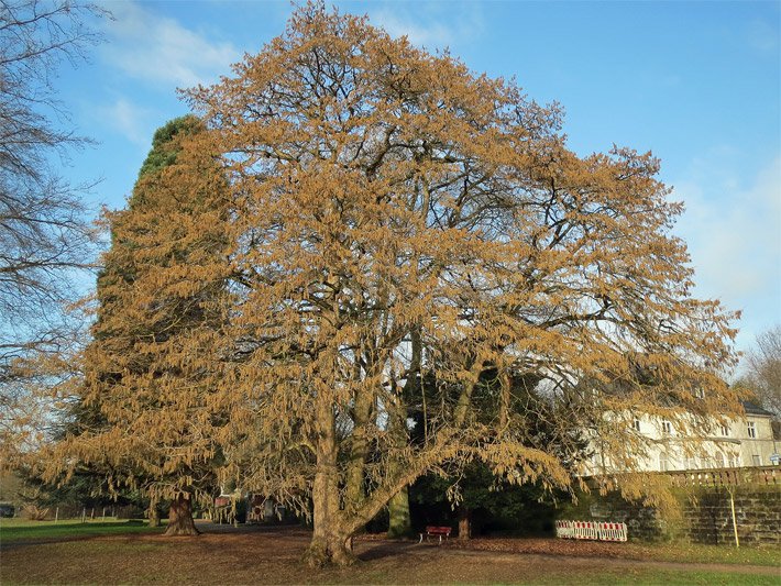 Freistehender Haselbaum mittlerer Größe ohne Blätter mit mittelbraunen Blüten-Kätzchen in einem Park im Saarland in einem schneefreien Januar-Monat