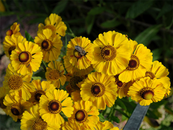 Blütenstand einer Herbst-Sonnenbraut mit gold-gelben Zungenblüten und kuppelförmiger, gelb-brauner Blütenkorb-Mitte, botanischer Name Helenium autumnale, in einem Blumen-Beet