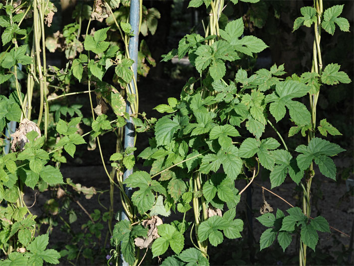 Blätter von einer Hopfen-Pflanze an einer Rankhilfe