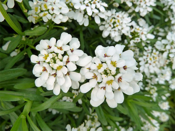 Zwei doldenartige, weiße Blüten einer Immergrünen Schleifenblume der Sorte Weißer Zwerg, botanischer Name Iberis sempervirens