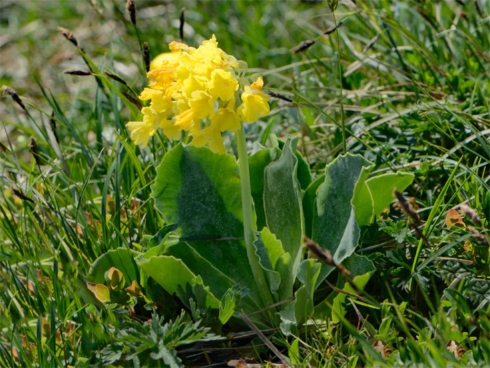 Gelbe Trichter-Blüten von einem Aurikel/Immergrünen Alpenaurikel, botanischer Name Primula auricula, auf einer Berg-Wiese