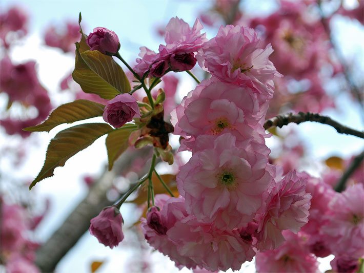 Sehr dekorative rosa Blüten einer Japanischen Blütenkirsche, botanischer Name Prunus serrulata Kanzan