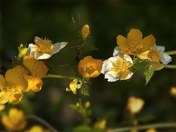 Gelbe Blüten einer Japanische Kerrie, auch Goldröschen, botanischer Name Kerria japonica