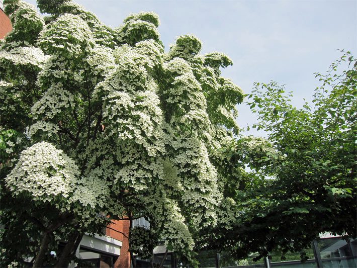 Durch seine prachtvollen, dichten und cremeweißen Blüten-Stände auffälliger Japanischer Blumen-Hartriegel, botanischer Name Cornus kousa, in der Blütezeit