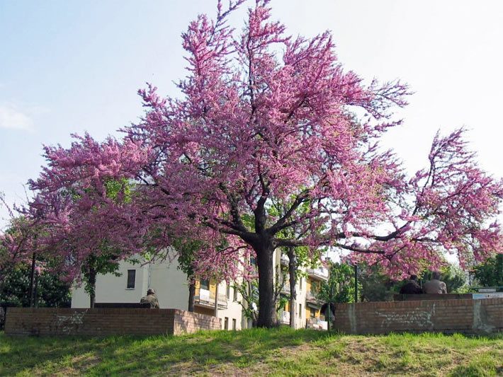 Auffällig blühender Judasbaum, botanischer Name Cercis siliquastrum, mit rosa-violetten Blüten