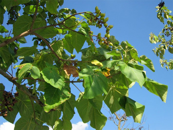 Großaufnahme von grün-gelben Früchten und hellgrünen Blättern vom Kiribaum im Sommer