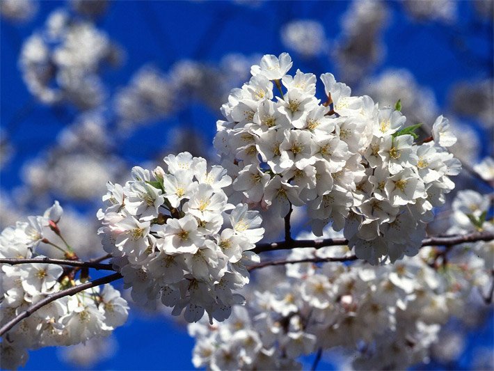 Blüten von einem Kirschbaum der Art Prunus avium, die auch als Vogel- oder Süss-Kirsche bezeichnet wird