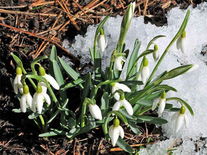 Weiß blühende Kleine Schneeglöckchen, botanischer Name Galanthus nivalis, neben Rest-Schnee an einem Tag mit Sonne 