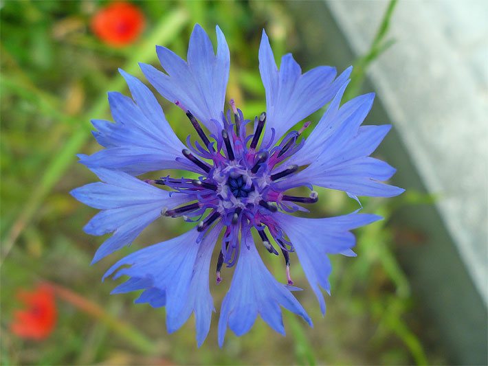 Hellblaue Blüten mit blau-violetter Blütenmitte einer Kornblume, Cyanus segetum oder Centaurea cyanus, auf einer Wiese