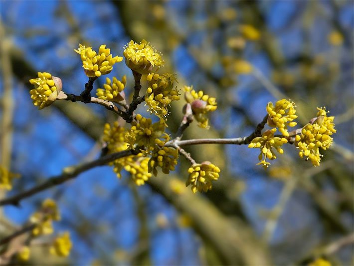 Blühende Kornelkirsche, botanischer Name Cornus mas, mit gelben Blüten