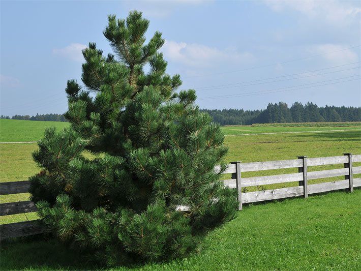 Freistehende Latschenkiefer im Sommer in einem Garten in Oberbayern