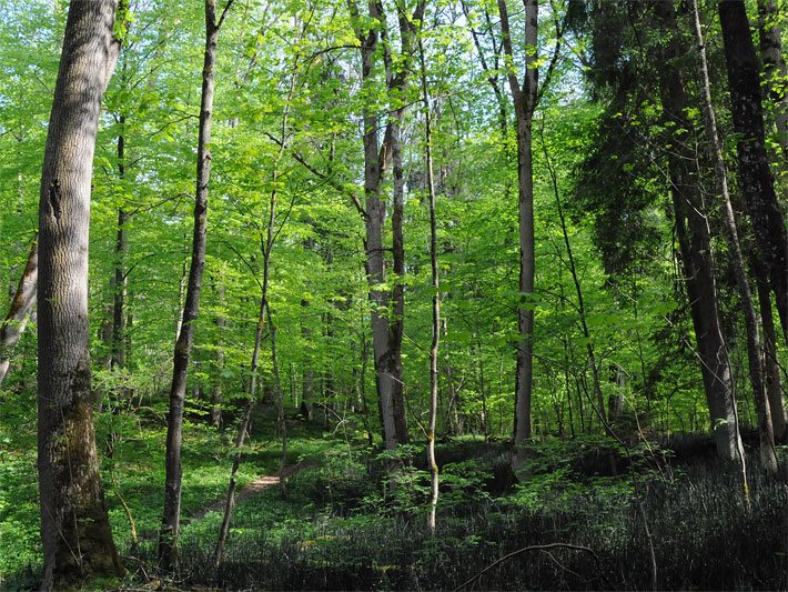 Lichter Laub-Wald mit heimischen Laubbäumen und grünen Blättern an einem sonnigen Frühlingstag in Bayern
