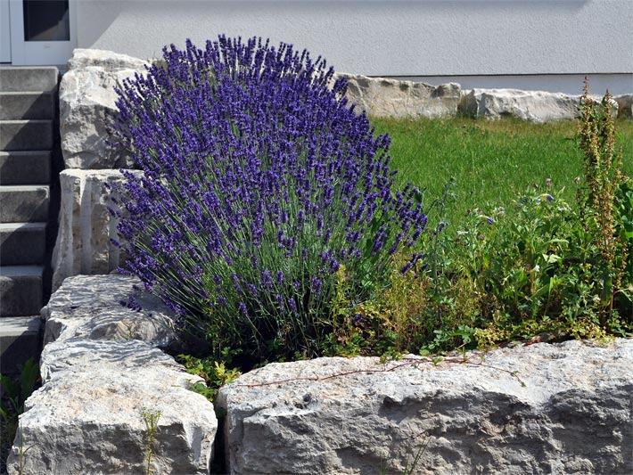 Lila blühender Echter Lavendel, botanischer Name Lavandula angustifolia, in einem Vorgarten mit Naturstein-Umrandung