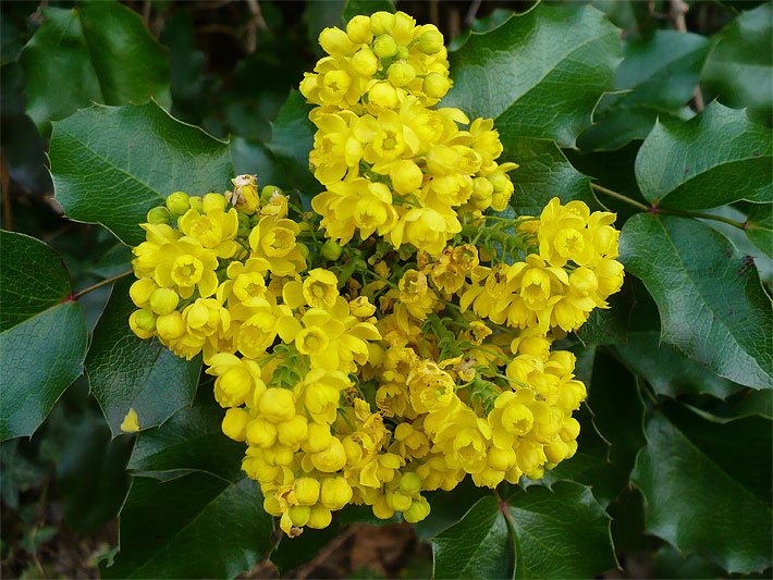 Gelbe Blüten von einer Gewöhnlichen Mahonie, botanischer Name Mahonia aquifolium