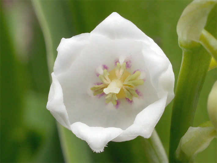 Innenansicht einer weißen Maiglöckchen-Blüte, auch Maieriesli in der Deutschschweiz/Schweiz genannt, botanischer Name Convallaria majalis