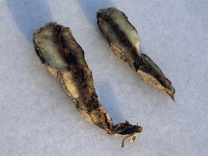Längs geteilte Yacon-Wurzel-Knolle, in die sich Larven des Käfer-Schädlings Maiswurzelbohrer längs durchgebohrt haben