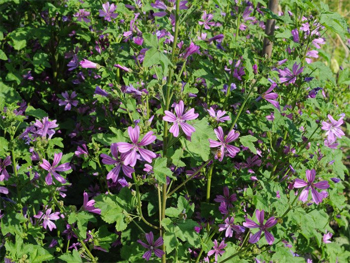 Rosa-violett gestreifte Blüten von Wilden Malven, botanischer Name Malva sylvestris, in einem Kräuterbeet