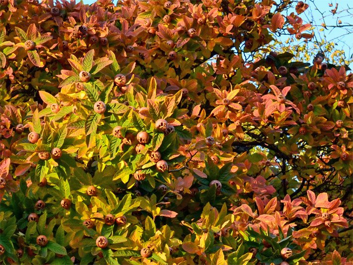 Mispelbaum mit blass-orange roten Mispel-Früchten und rötlichen Blättern