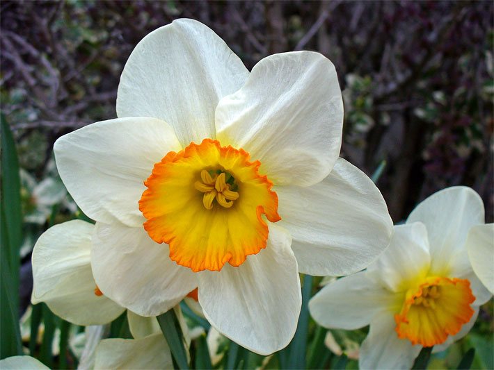 Blüte einer weißen Narzisse Flower Record, botanischer Name Narcissus, mit orang-gelbem Blütenkelch
