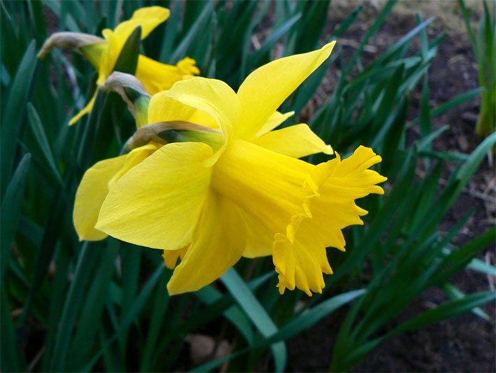 Gelbe Blüte einer Gelben Narzisse bzw. Osterglocke, botanischer Name Narcissus Pseudonarcissus, in einem Staudenbeet
