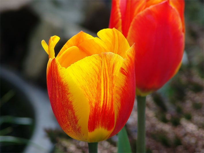 Orange-gelbe Blüte einer Tulpe, botanischer Name Tulipa, in einem Blumen-Beet