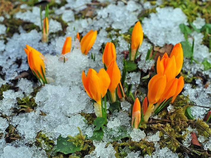 Orange Krokus-Kulturvarietät, botanischer Name Crocus chrysanthus, deren Blüten sich noch nicht vollständig geöffnet haben und umgeben von Schnee-Resten