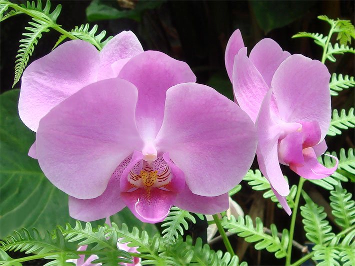 Pink-rosa Blüten einer Phalaenopsis-Orchideen-Sorte
