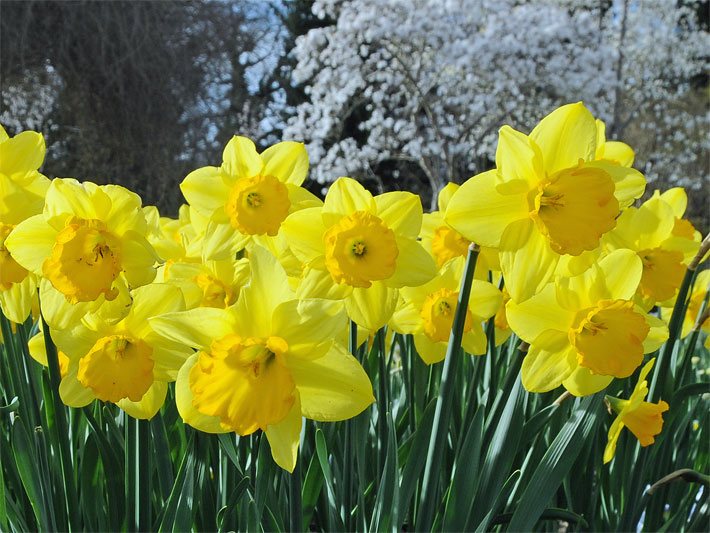Gelb blühende Osterglocken (auch Osterglöckchen, Gelbe Narzisse, Märzenbecher), botanischer Name Narcissus pseudonarcissus, in einem Blumenbeet