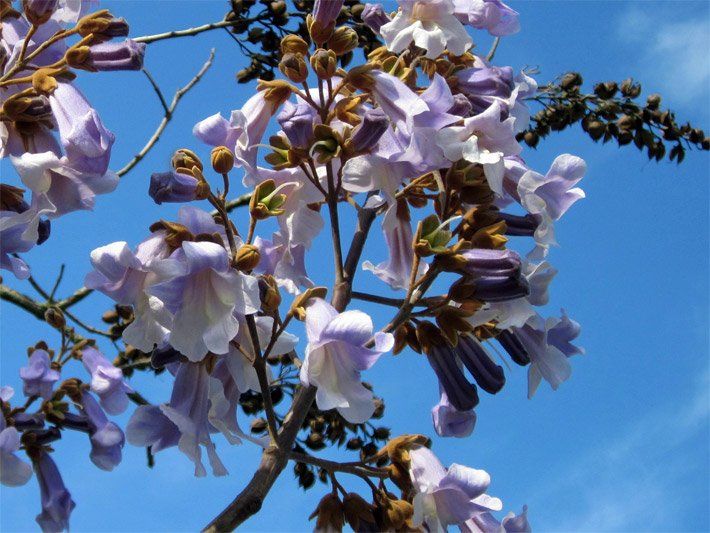 Blauglockenbaum-Blüte von der Art Paulownia tomentosa in Grossaufnahme in der Blütezeit