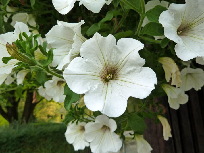 Weiße Blüten einer Garten-Petunie der Sorte Surfinia White, botanischer Name Petunia x hybrida
