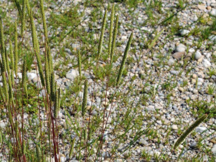Steppen-Lieschgras / Glanz-Liesgras, botanischer Name Phleum phleoides, mit ährenrispigem Blütenstand in einem Kiesbeet
