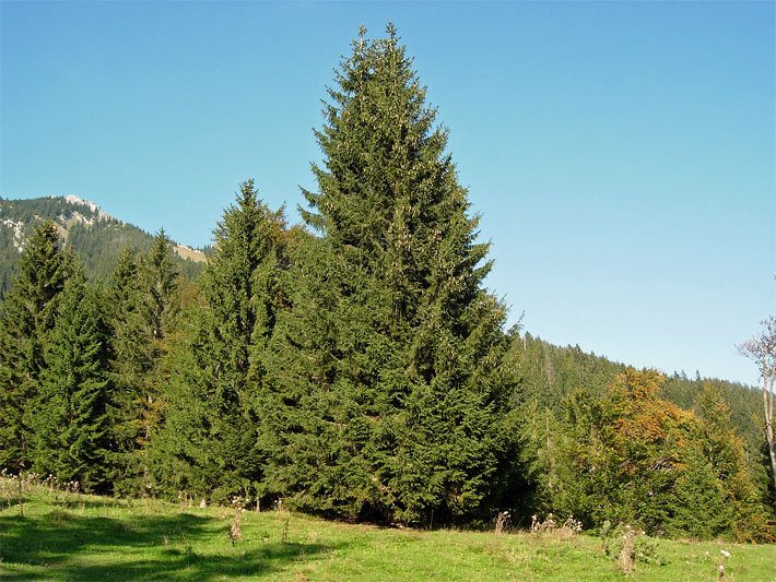 Freiwachsende Gemeine Fichten in den oberbayerischen Alpen