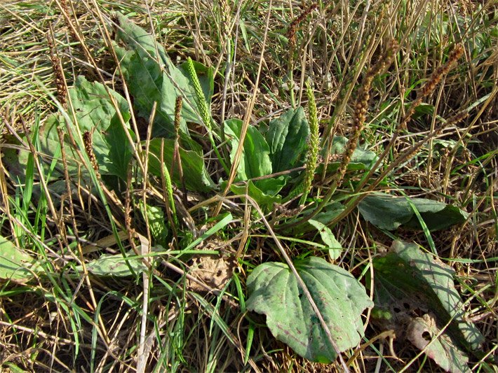 Breitwegerich, botanischer Name Plantago major, im Rasen mit grünen Blättern und brauner Blütenfarbe