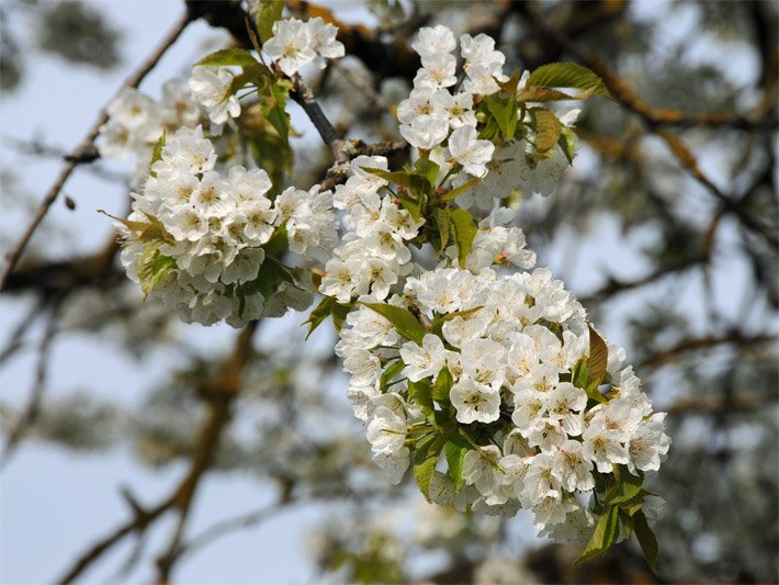 Weiße, dekorative Blüten von einer Sauerkirsche, botanischer Name Prunus cerasus