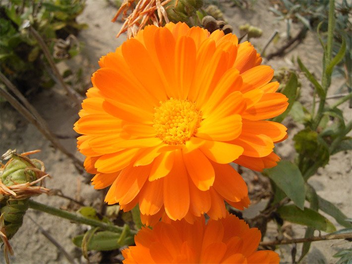 Orange Blüte von einer Ringelblume, botanischer Name Calendula officinalis