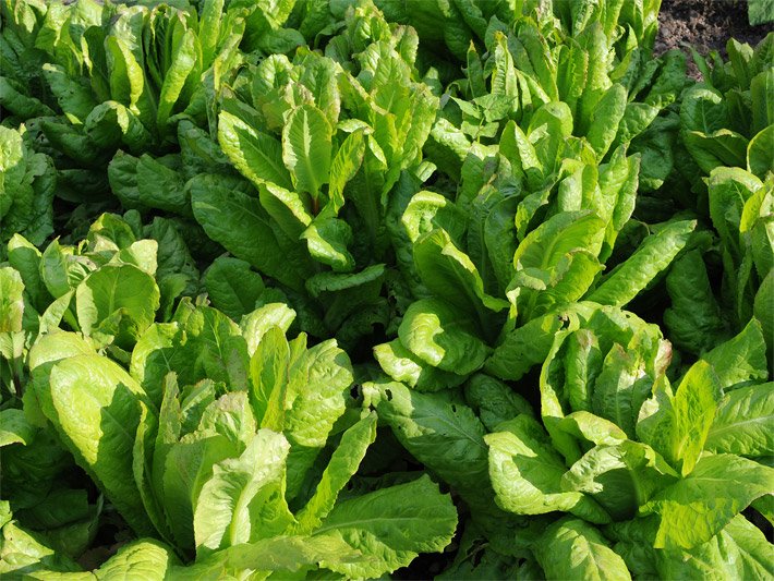 Hellgrüne Römersalat-Pflanzen im Gemüsebeet-Anbau