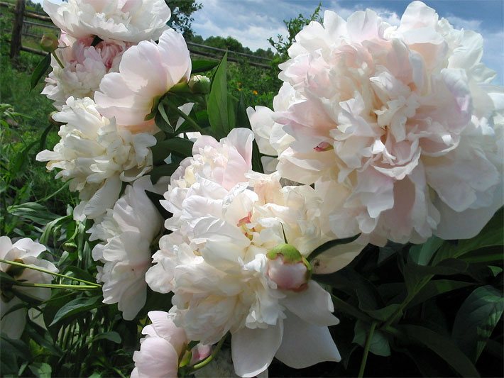 Rosa-weiße Blüte einer Chinesischen Edel-Pfingstrose, botanischer Name Paeonia lactiflora