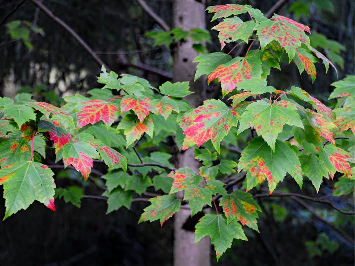Rot werdende Blätter von einem Rot-Ahorn