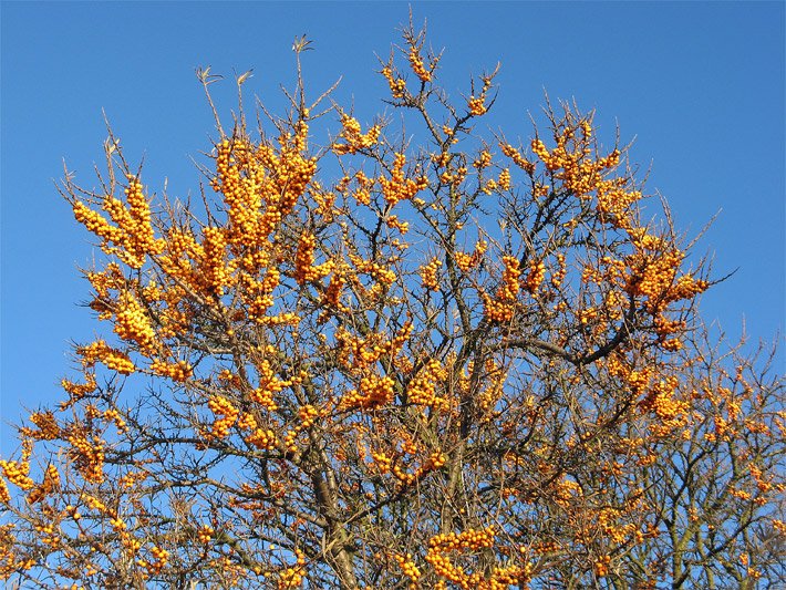 Sanddornstrauch, botanisch Hippophae rhamnoides, mit gelb-orangen Früchten