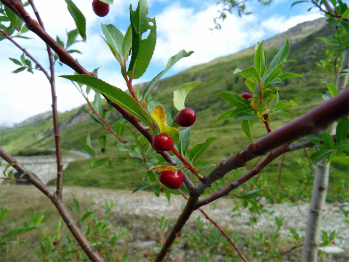 Äste mit reifen Früchten (Kirschen) von einer Sauerkirsche, botanischer Name Prunus cerasus, in Strauch-Form