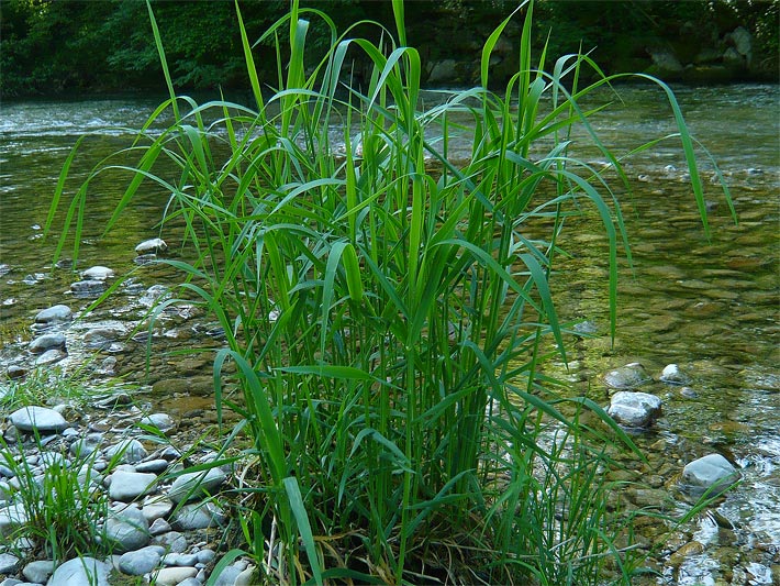 Beispiel für Schilfgräser am Wasser an der Mangfall in Oberbayern