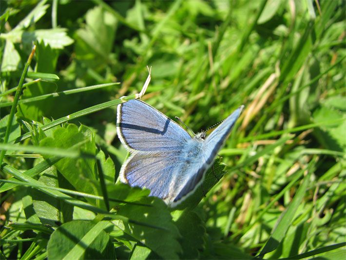 Hellblauer Hauhechel-Bläuling auf einer Gras-Wiese