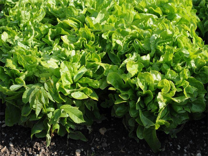 Schnittsalat- oder Pflücksalat-Pflanzung der Sorte Eichblatt Grün in einem Gemüsebeet