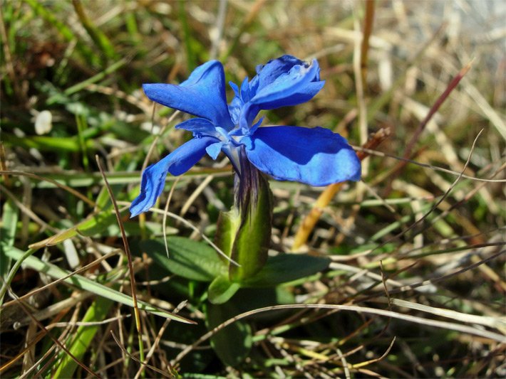 Schusternagerl bzw. Frühlings-Enzian, botanischer Name Gentiana verna, mit kurzem Stängel und enzian-blauer Blüte auf einer Wiese im Gebirge