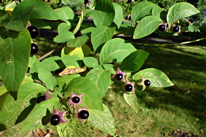 Schwarze Tollkirschen, botanisch Atropa belladonna, und ihre Blätter