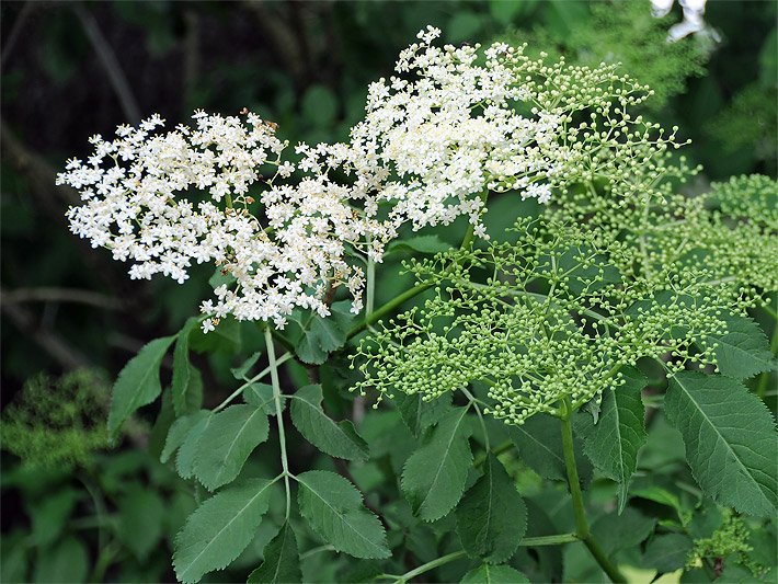 Schwarzer Holunder mit weißen, kleinen Blüten-Ständen
