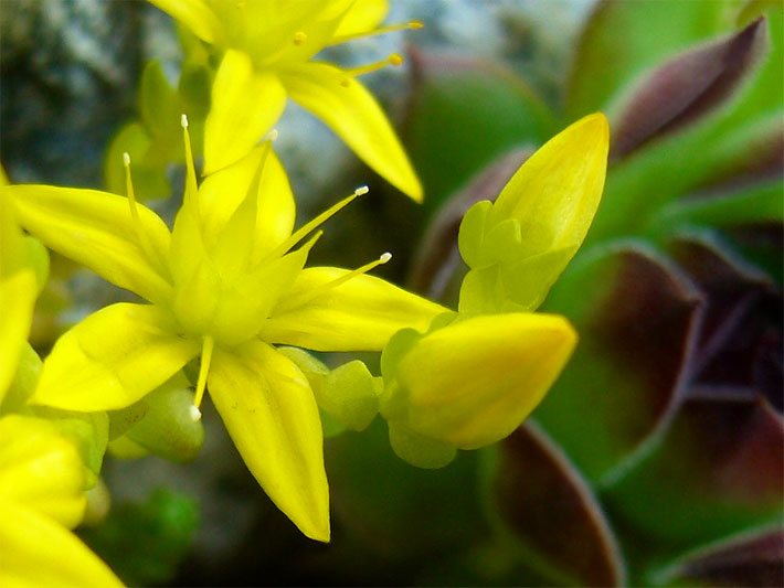 Gelbe Blüte von einem Scharfen Mauerpfeffer, botanischer Name Sedum acre
