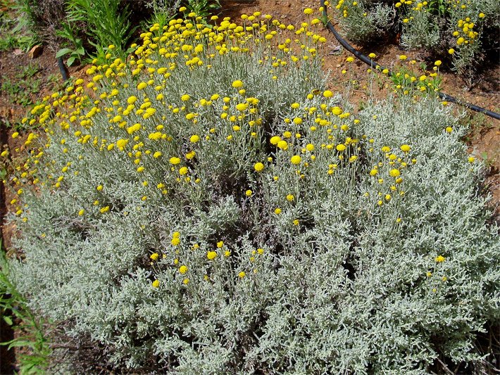 Blühendes Silbrigblättriges Heiligenkraut, botanischer Name Santolina chamaecyparissus, mit gelben Blüten im Vorgarten