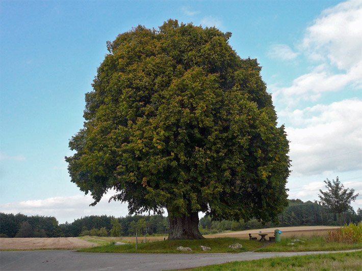 Freistehende, große Sommerlinde mit grünen Blättern auf dem Land