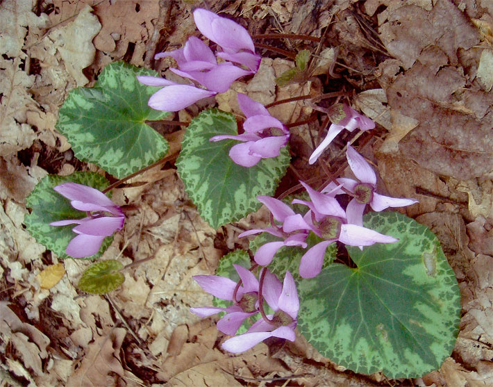 Rosa-purpurrote Blüten von Europäischen Sommer-Veilchen auf einem Garten-Boden mit verwelkten Blättern